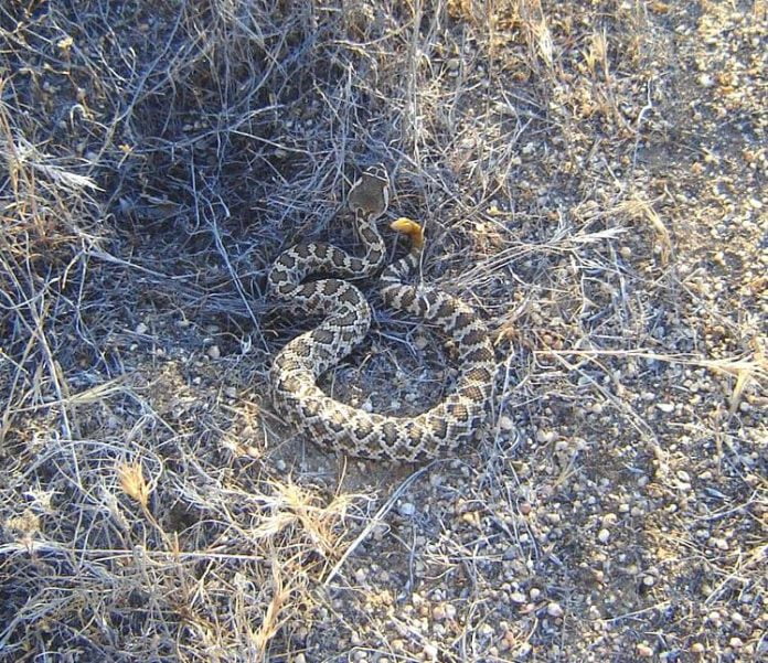 04-08-22-ANZA-Rattlesnakes are becoming active-DSphoto-1