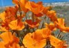 State flower blooms in Anza