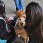 ‘Pet Partners’ improves human health through bonding