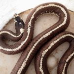 California kingsnakes are beneficial and harmless