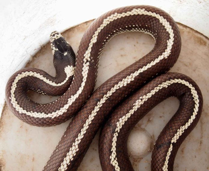 04-22-22-ANZA-California kingsnakes-DSphoto