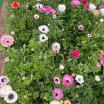 The flower fields in Carlsbad are a treasure to enjoy