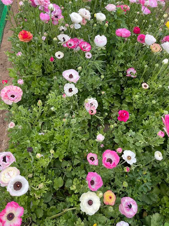 04-22-22-H&G-Carlsbad flower fields-RBphoto-1