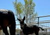 Local family welcomes molly mule foal