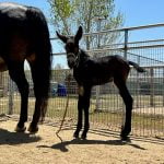Local family welcomes molly mule foal