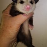 ‘Possum Lady’ to give presentation to SAGE Society, May 10