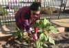 Find out how the Lake Elsinore community garden can grow