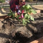 Find out how the Lake Elsinore community garden can grow