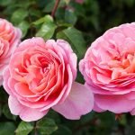 Rose Care FUNdamentals for April 2022