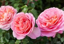 Rose Care FUNdamentals February, 2023