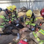 Pets rescued from burning mobile home in Winchester