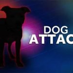 Mother of child mauled by pit bull says attack started inside house