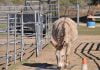 Donkeys may, or may not, make good livestock guardians