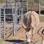 Donkeys may, or may not, make good livestock guardians