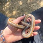 Rosy boa snakes are Anza Valley favorites