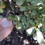 Rose Care FUNdamentals, May 2022