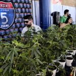 Tax cut for California pot industry: Too little, too late?