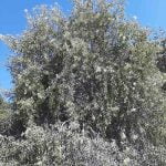 Elderberry shrubs flourish all over the Anza Valley