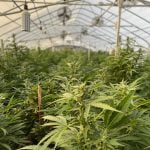 Sheriffs execute search warrant on alleged illegal marijuana cultivation in Anza