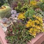 Caring for trees and landscapes in times of drought