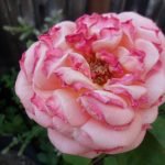 Rose Care FUNdamentals for June