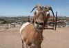Animals find healing, hope and heart at Temecula sanctuary