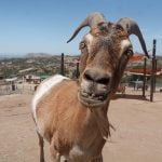 Animals find healing, hope and heart at Temecula sanctuary