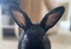 Keep your rabbits safe from Rabbit Hemorrhagic Disease