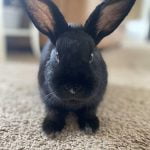 Keep your rabbits safe from Rabbit Hemorrhagic Disease