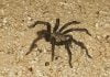 Tarantulas on the move in the Anza Valley