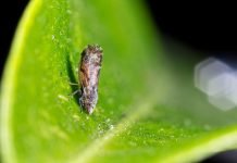 Supervisors OK Contract with State to Combat Citrus Greening Disease