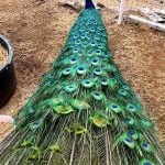 Anza peacock struts his stuff