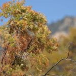Redshank’s summer blooms benefit Anza Valley pollinators