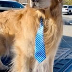 Idyllwild’s Mayor Max crosses Rainbow Bridge July 30