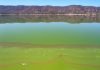 Algae bloom prompts ‘no swimming’ alert at Lake Elsinore