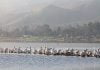 Pelicans rest along the rocks at Lake Elsinore