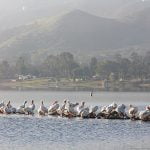 Pelicans rest along the rocks at Lake Elsinore