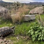 California desert parks work to repair flood damage