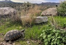 California desert parks work to repair flood damage