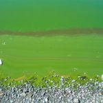 Algal bloom prompts `Danger’ alert at Lake Elsinore