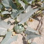 Coyote melons appear in the Anza Valley