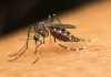 Homeowners can help control invasive mosquito species