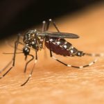 Homeowners can help control invasive mosquito species