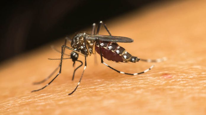 Macro Of Mosquito (aedes Aegypti) Sucking Blood