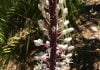 White sea squills, a bulb to behold in your garden