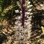 White sea squills, a bulb to behold in your garden