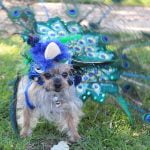 Valley-Wide to host Dogs Daze Canine Festival and Costume Contest