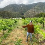 Santa Margarita Ecological Reserve celebrates third year of harvest from experimental vineyard