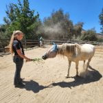 Historic, critically endangered horses safe in De Luz
