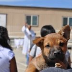 Annual Blessing of the Animals to be held Oct. 4